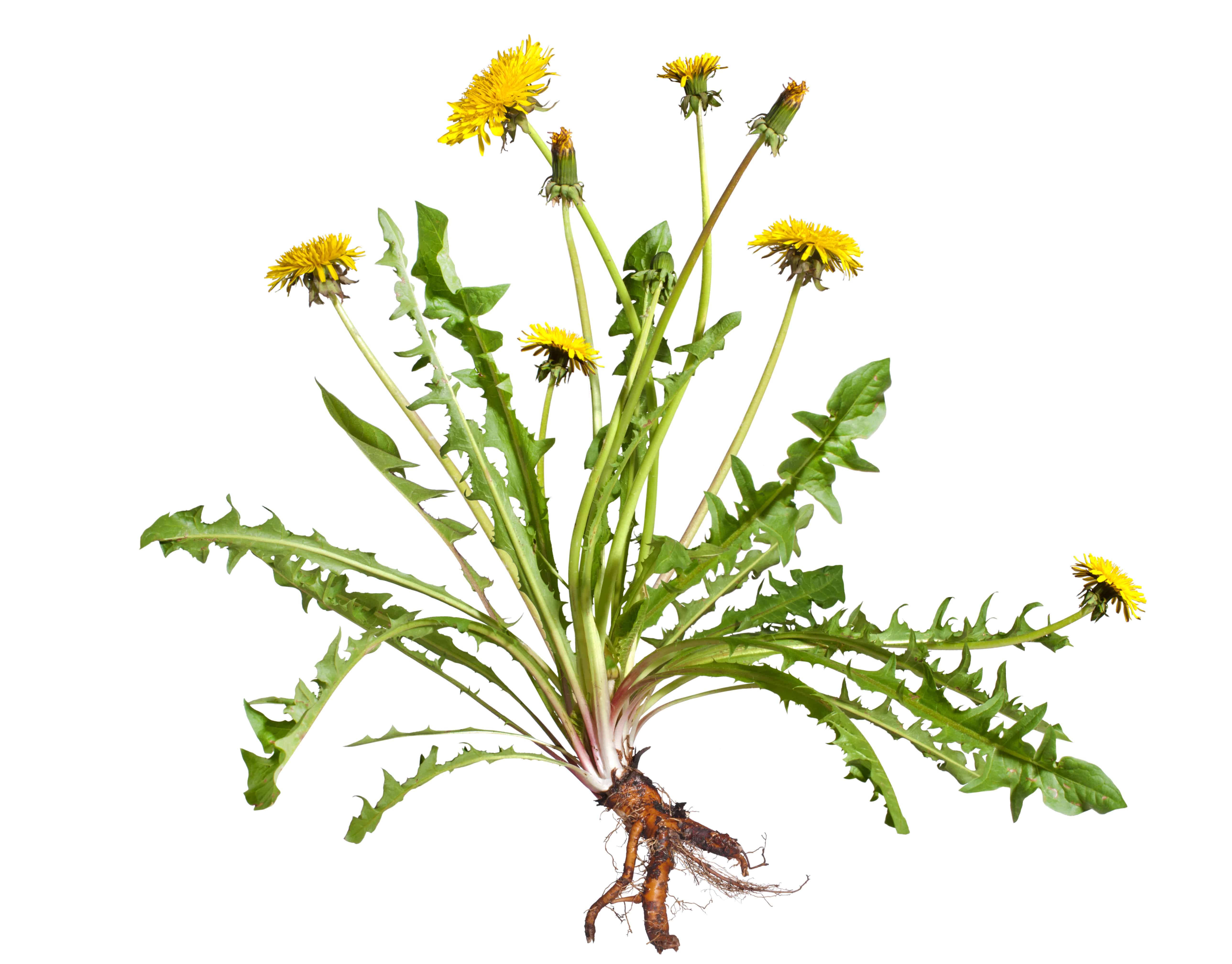 dandelion-root-tea-benefits-the-brothers-apothecary